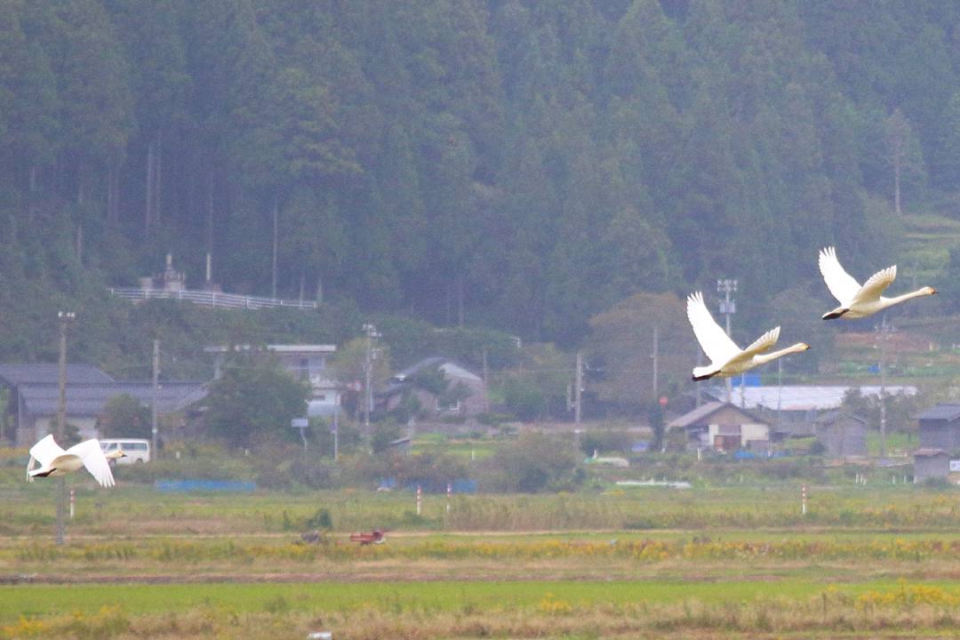 e0403850_18094431.jpg