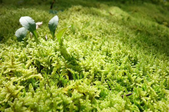 会津松平氏庭園 御薬園_a0054163_01015054.jpg