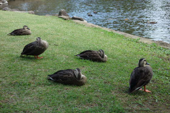 会津松平氏庭園 御薬園_a0054163_01015801.jpg