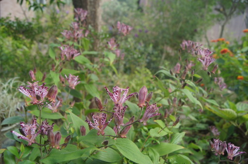 e0181373_21181832.jpg