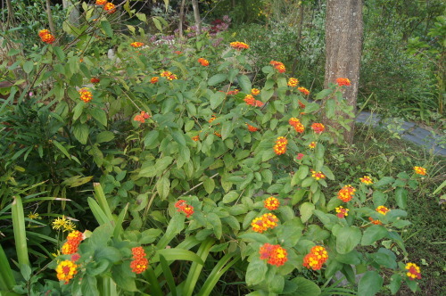 e0181373_21182563.jpg