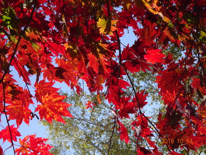 ララちゃんの紅葉狩り。_c0209379_19314777.jpg