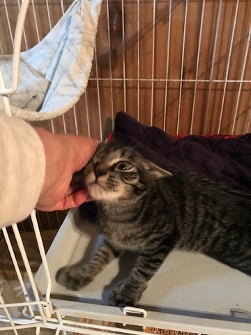 いっぽうでとろろちゃんのお見合いは・・_f0242002_14364943.jpg