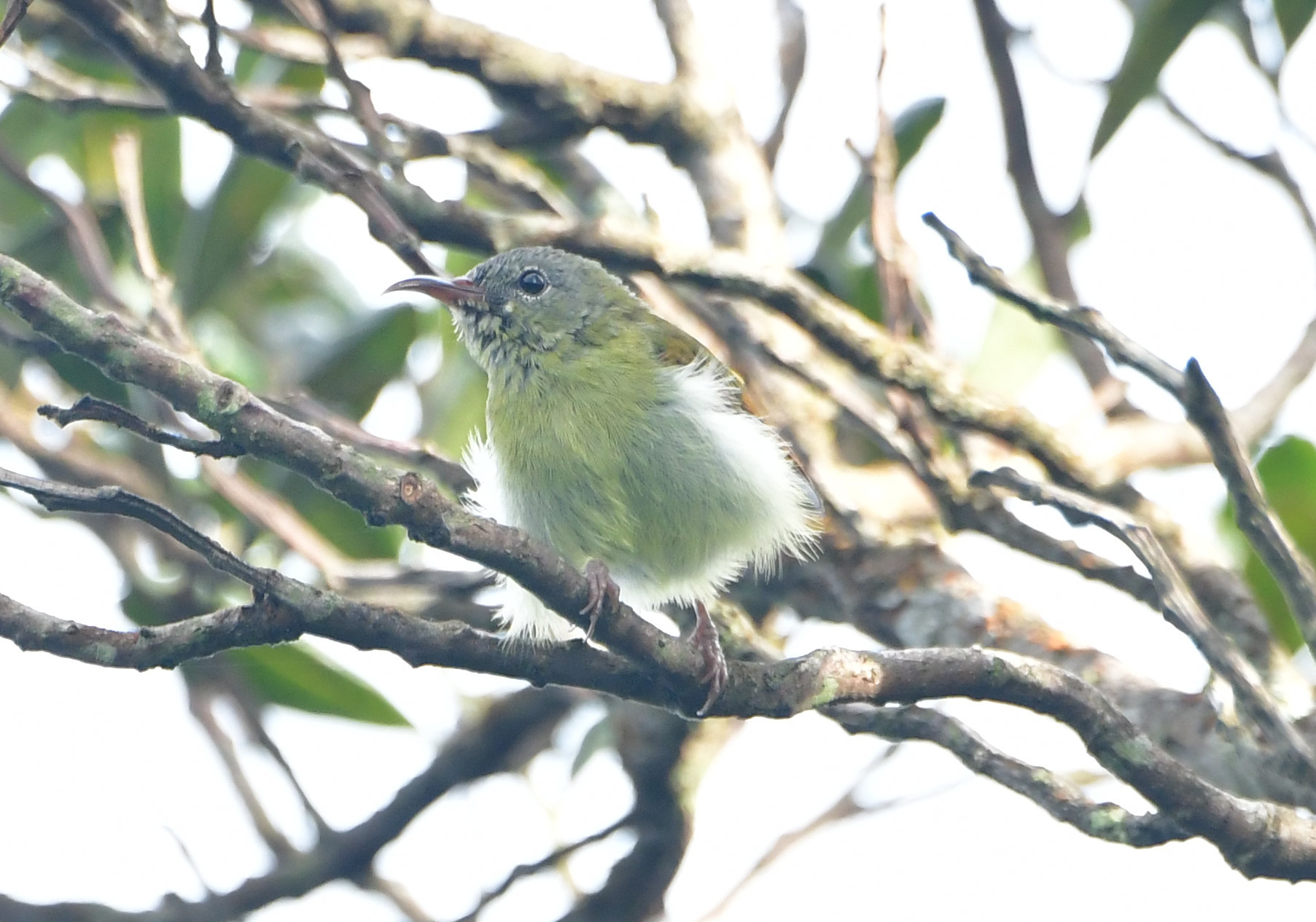 可愛い野鳥たち 可愛い野鳥たち