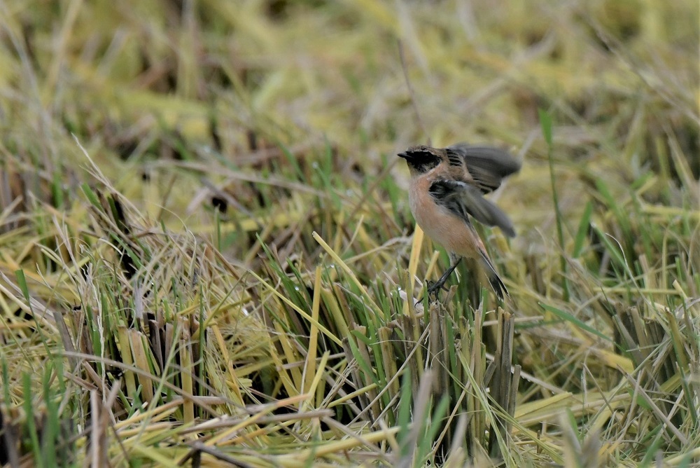 百舌鳥とノビタキ_b0405327_01180817.jpg