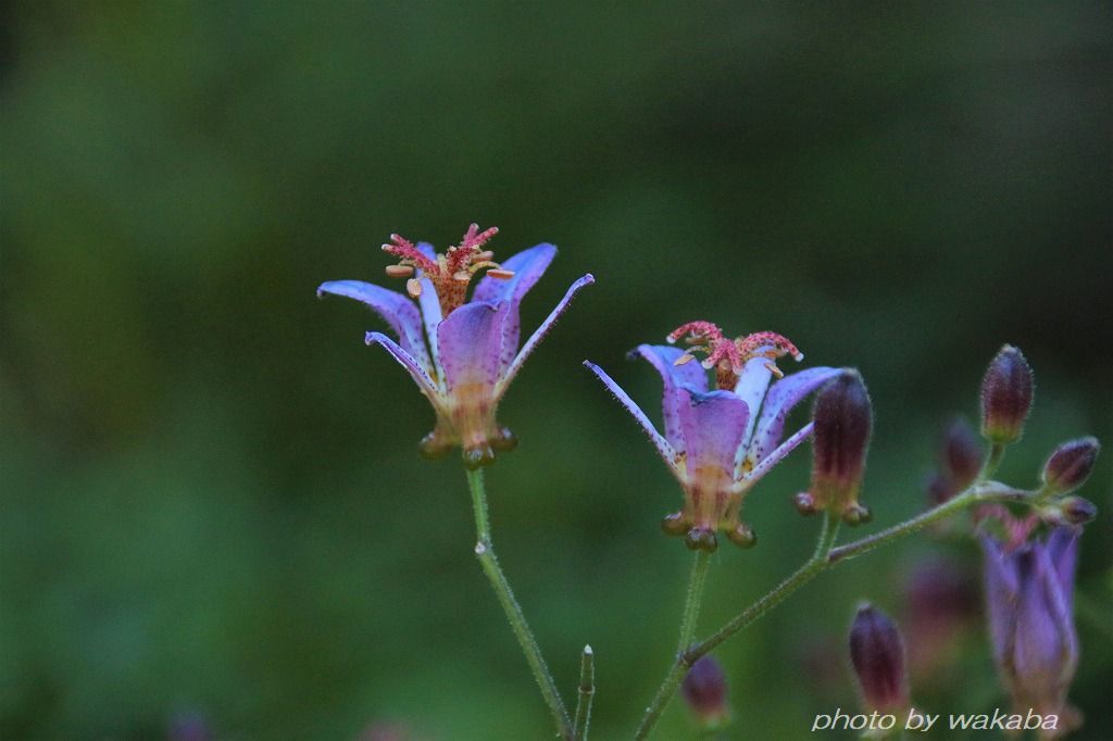 ホトトギスの2種類の花の出会い(^^♪_e0052135_16434397.jpg