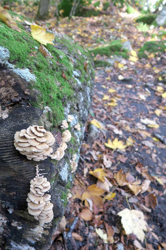 紅葉にキノコにょきにょき秋の森、ラヴェルナ_f0234936_6145971.jpg