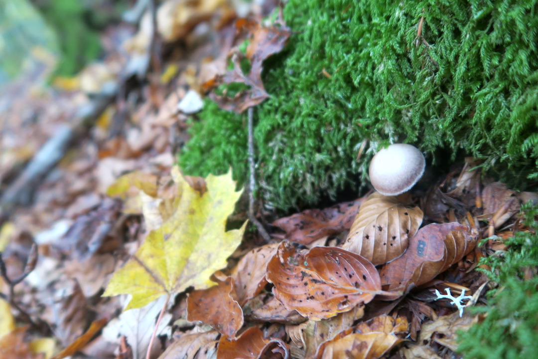 紅葉にキノコにょきにょき秋の森、ラヴェルナ_f0234936_617286.jpg