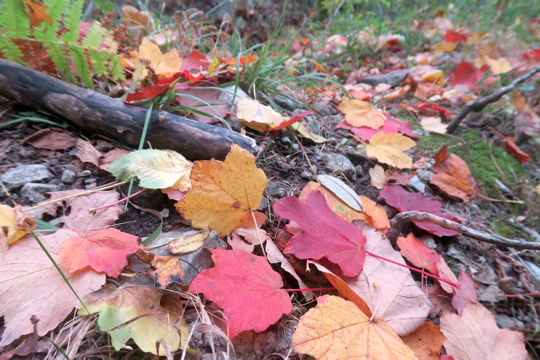 紅葉にキノコにょきにょき秋の森、ラヴェルナ_f0234936_6463068.jpg