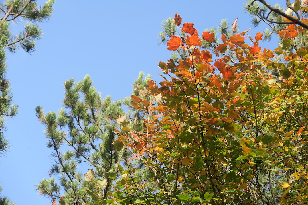 紅葉にキノコにょきにょき秋の森、ラヴェルナ_f0234936_692098.jpg