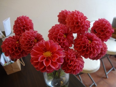 ダリアがわたしを呼ぶ : フラワーショップデリカの花日記
