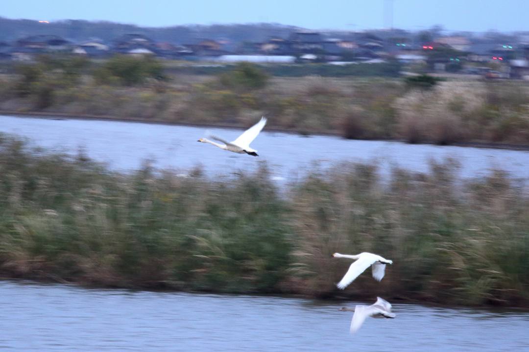 e0403850_21503698.jpg