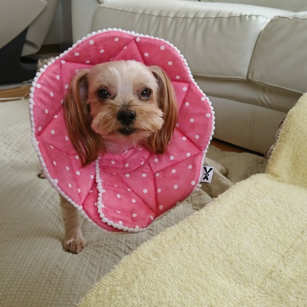 ++元気になってヨカッタ*++_e0354456_13271582.jpg