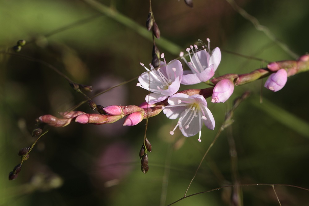 サクラタデ_d0367460_10023003.jpg