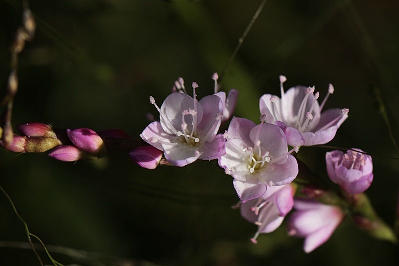 サクラタデ_d0367460_10035358.jpg