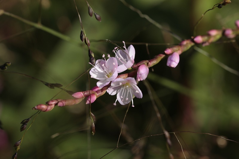 サクラタデ_d0367460_10041041.jpg