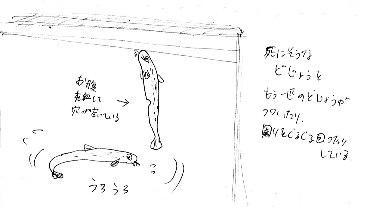 三七人参で生き返ったドジョウ_d0096268_22214065.jpg