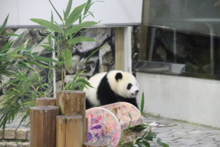 彩浜♀がそばにやってきた～_b0409270_07541519.jpg