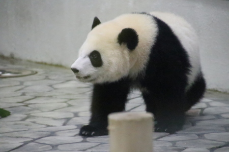 彩浜♀がそばにやってきた～_b0409270_07561423.jpg