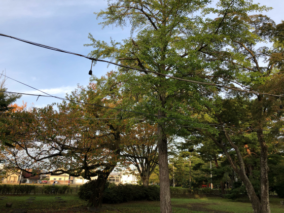 こーよう?_e0355177_22474411.jpg
