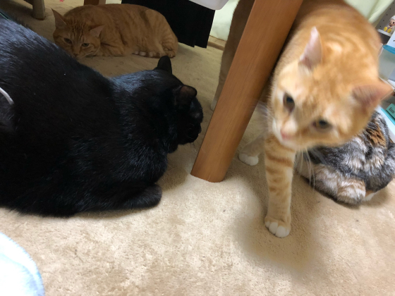 こーよう?_e0355177_22481775.jpg