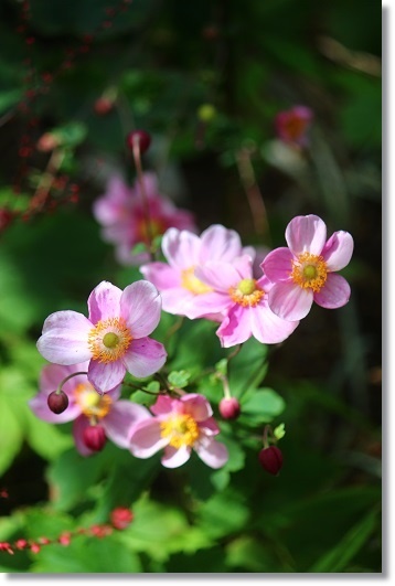 シュウメイギク＆ホトトギス : すきな ことに かこまれて