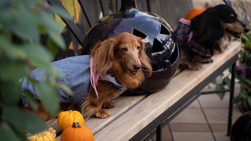 ハロウィンの季節のマルシェ_d0353489_23232773.jpg