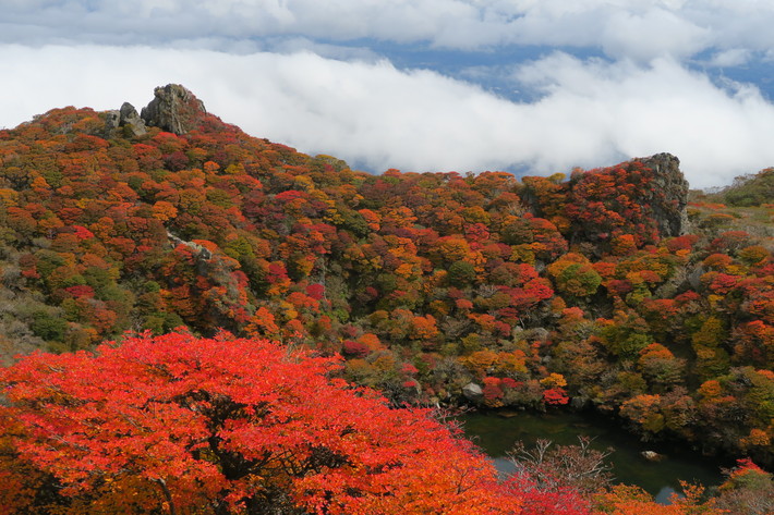 大船山紅葉は大盛況 19 10 日 じなしの山歩記と国東半島ミュージアム