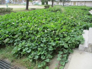サツマイモの収穫時期になりました 北茨城市立中郷第一小学校 サツマイモの収穫時期になりました 北茨城市立中郷第一小学校