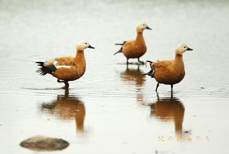アカツクシガモ 北の野鳥たち