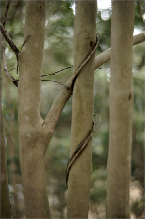 2126  神社道（2019年10月22日完成ヴァリオプラズマ50㎜F1.5第一号が到着）品格あるくせ玉！_b0226423_16273485.jpg