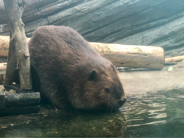 仙台うみの杜水族館_c0074025_12155135.jpg