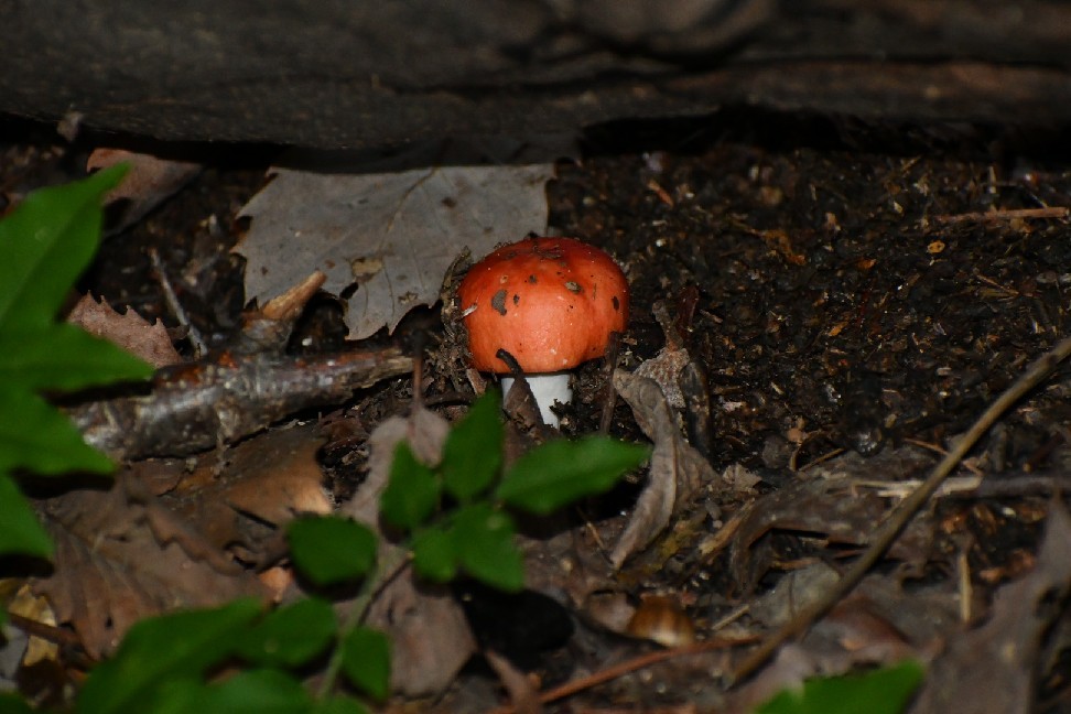 f0340732_18403324.jpg