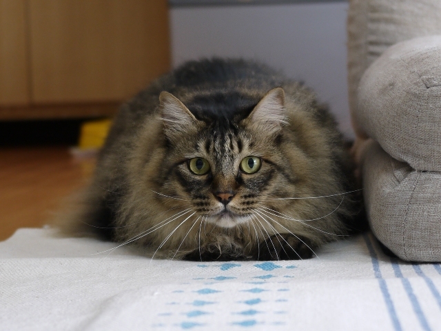 猫のお留守番 諭吉くん編。_a0143140_22360725.jpg