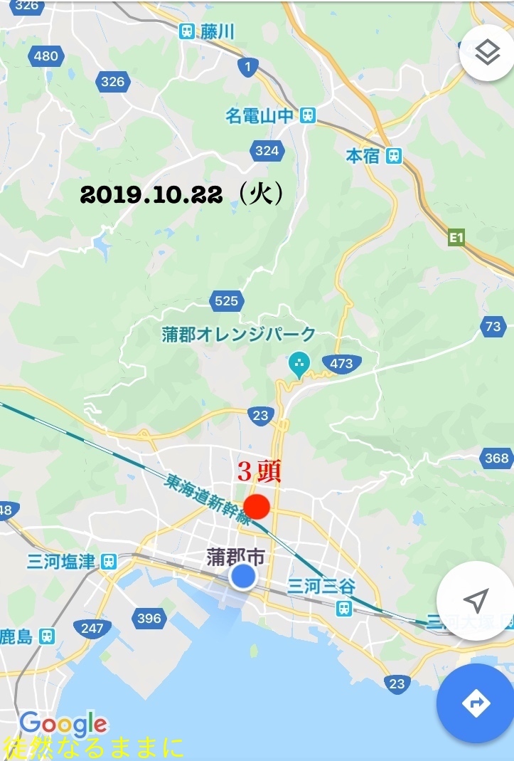 我が街のアサギマダラ　2019.10.22~10.27_d0285540_14123258.jpg