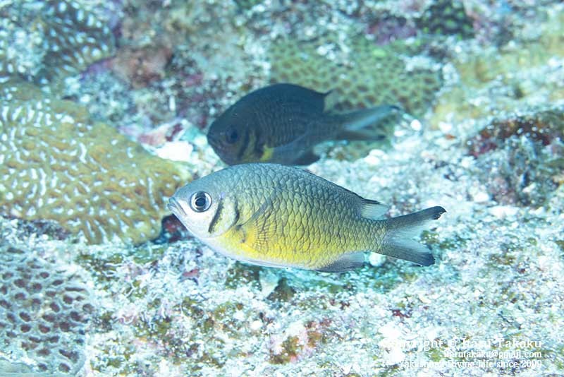 タカサゴスズメダイの産卵_b0186442_22382661.jpg