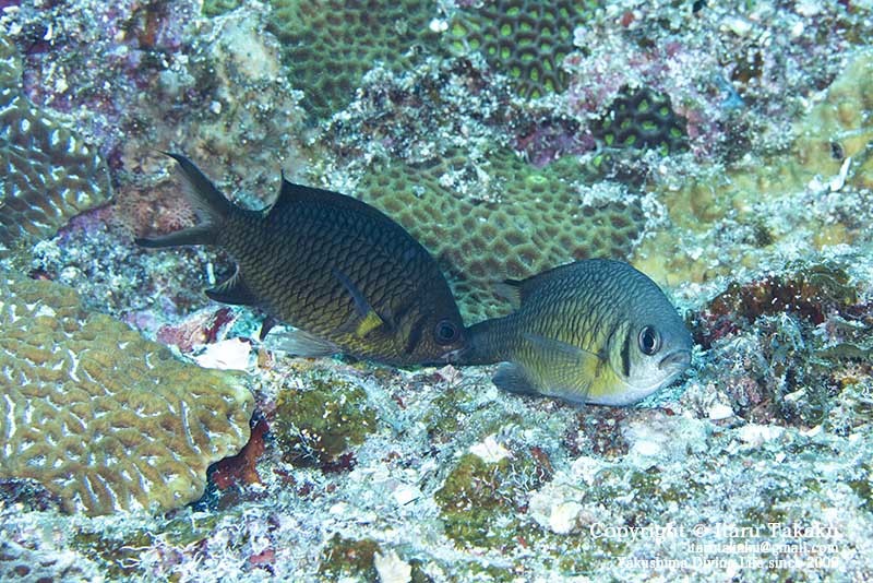 タカサゴスズメダイの産卵_b0186442_22382673.jpg