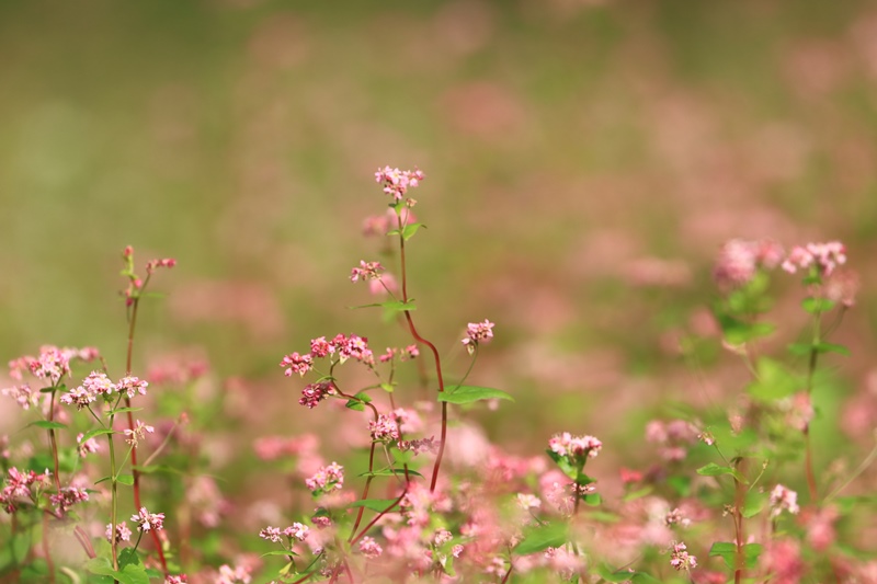 赤蕎麦の花♪_a0167759_0185153.jpg