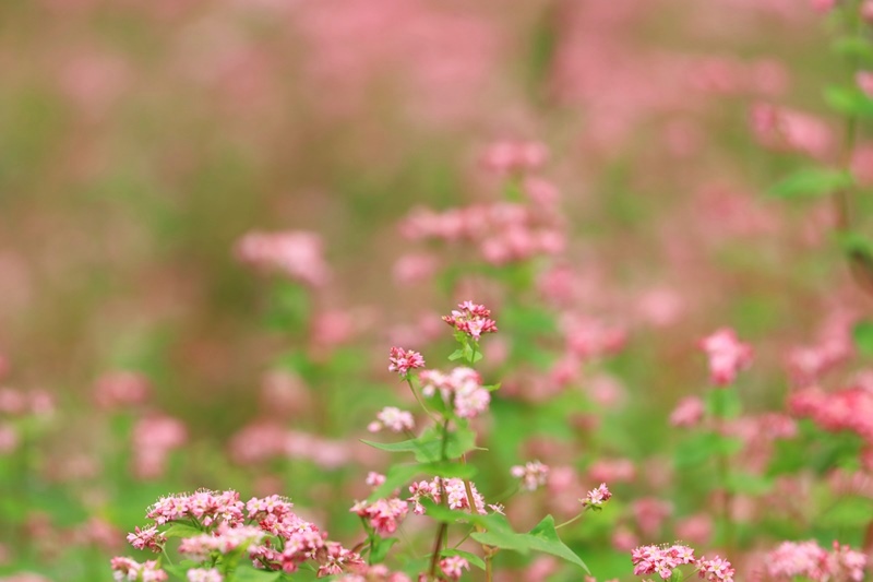 赤蕎麦の花♪_a0167759_084824.jpg