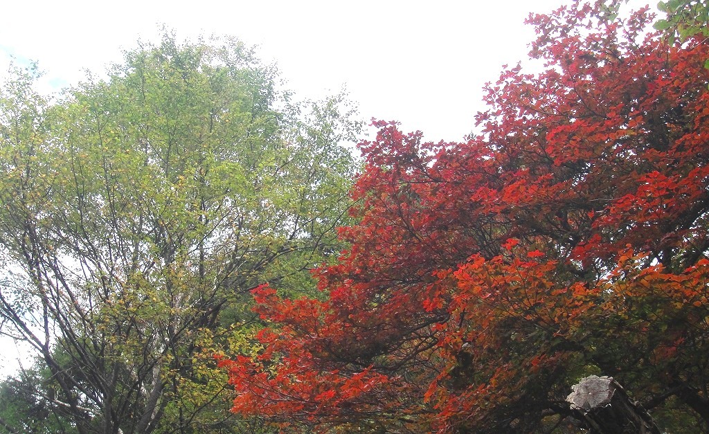 <2019年9月27~28日>「日光男体山」修行登山&日光・栃木観光(前編)_c0119160_09123976.jpg