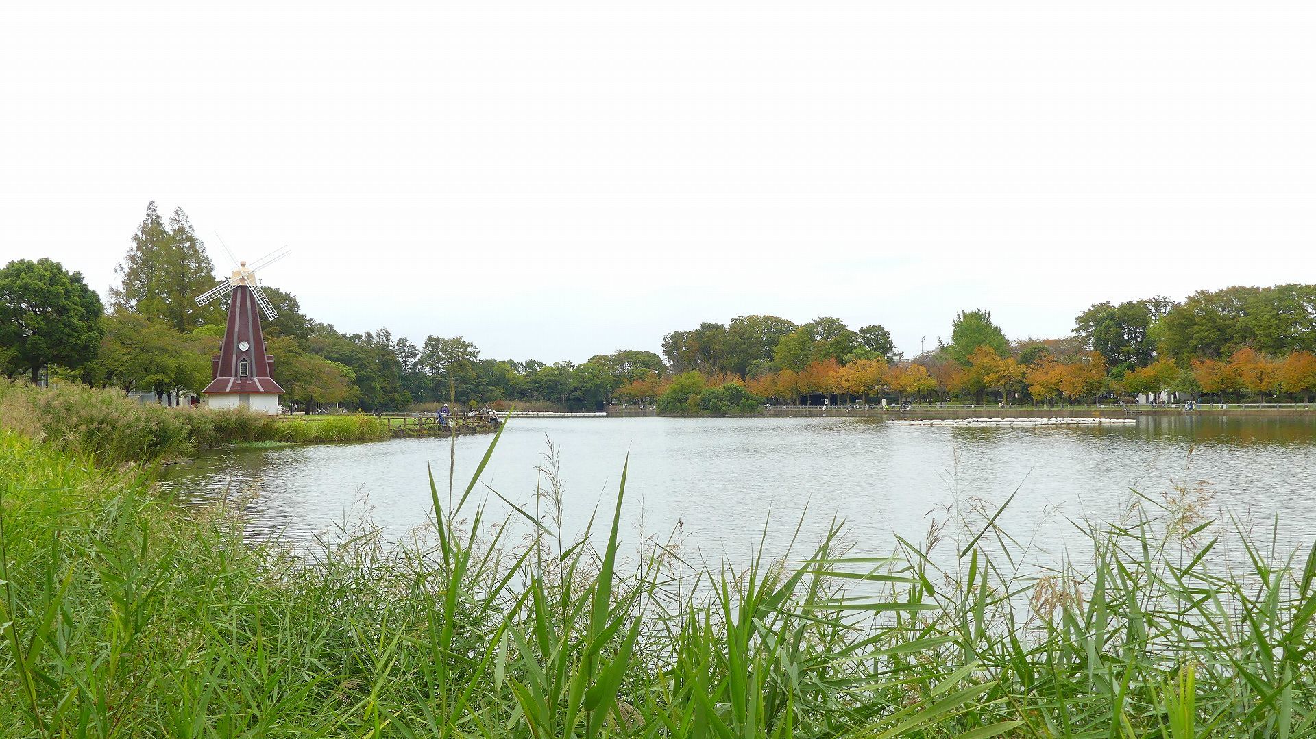 鴨池に秋が来た 【 2019 10/24(木) 】_a0185081_14571968.jpg