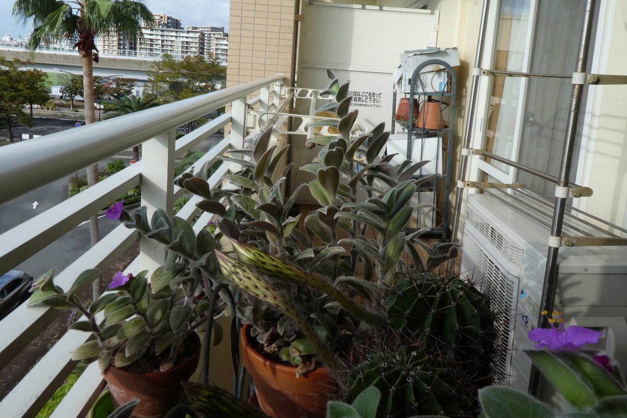 ベランダで咲き競う 金木犀 休日の海岸 野鳥園のカルガモ ロクアイつれづれ２