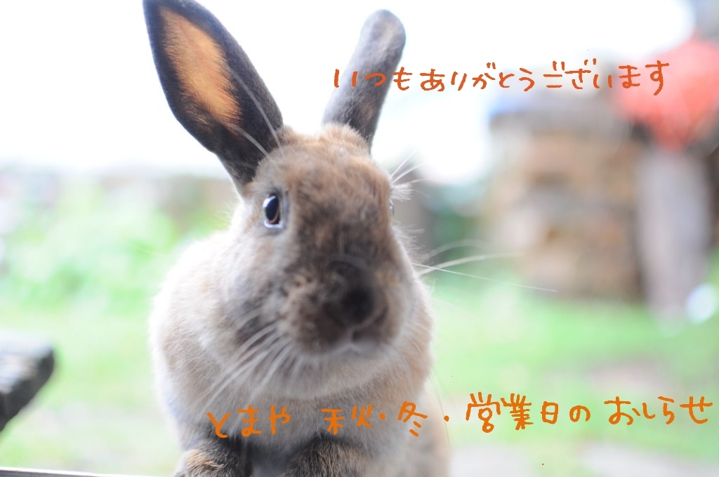 秋冬の営業日についてのお知らせ_c0125899_12411638.jpeg