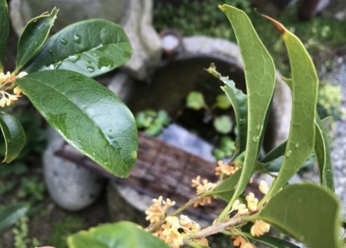 美味しい食べ物や 咲く花を見て楽しむ_a0346704_18045629.jpg
