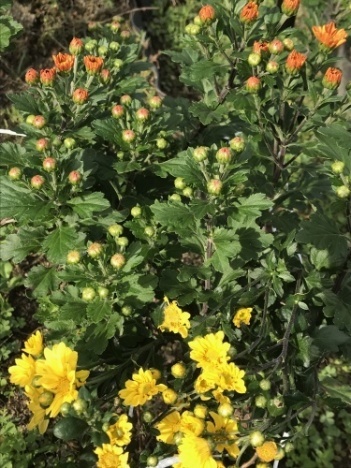美味しい食べ物や 咲く花を見て楽しむ_a0346704_20155119.jpg