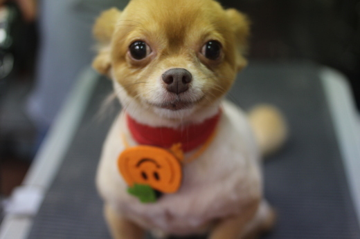 10月20日前半にご来店のワンちゃんです！！_b0130018_09555091.jpg