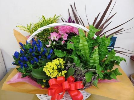 寄せカゴと胡蝶蘭 大阪府茨木市の花屋フラワーショップ花ごころ のブログ 寄せカゴと胡蝶蘭 大阪府茨木市の花屋フラワーショップ花ごころ のブログ