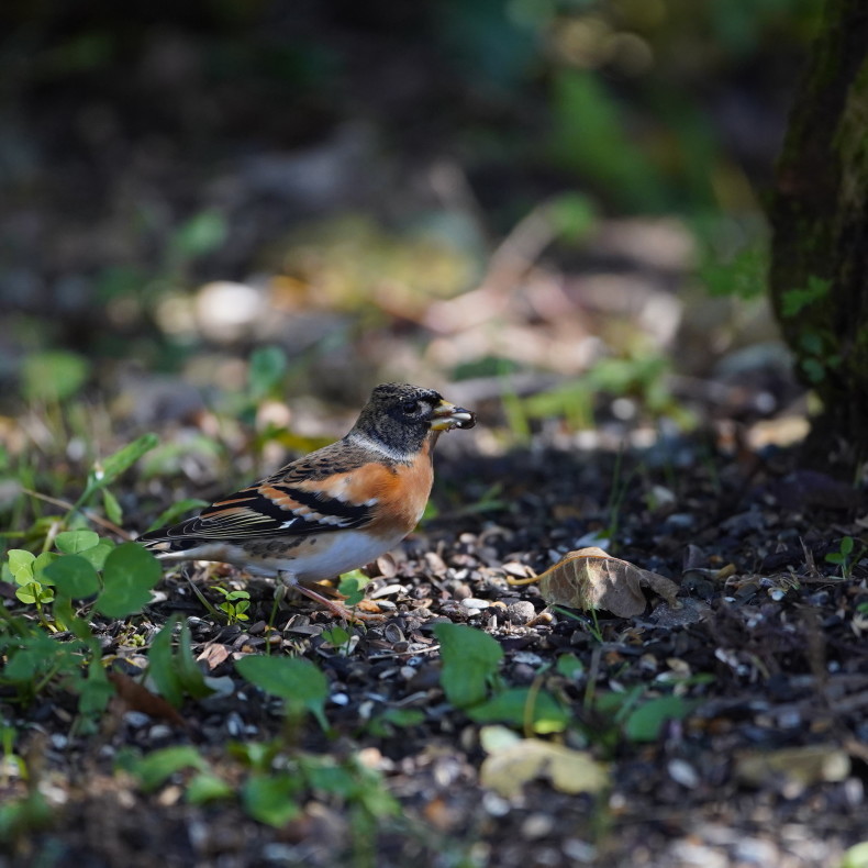 西湖野鳥の森のアトリ sky シエロの野鳥観察記録 西湖野鳥の森のアトリ sky シエロの野鳥観察記録