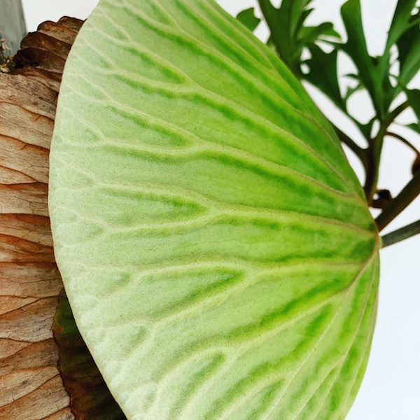 p.ridleyi_b0172633_12254881.jpg