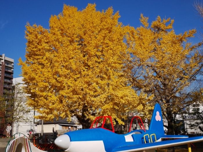 　　街なかの小公園にて　　２０１９-１０-２７　００：００ 　_b0093754_23054705.jpg